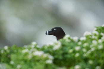 Oiseaux de mer<br>NIKON D4, 700 mm, 1000 ISO,  1/1000 sec,  f : 8 